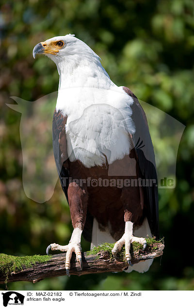 african fish eagle / MAZ-02182