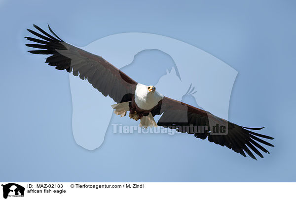 african fish eagle / MAZ-02183