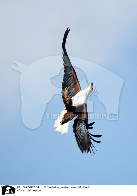 african fish eagle / MAZ-02184