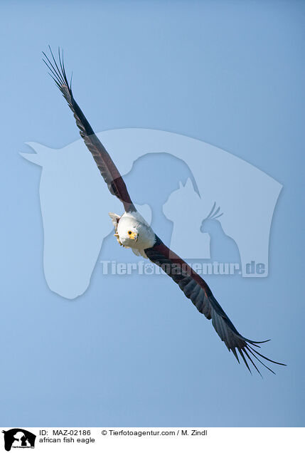 african fish eagle / MAZ-02186