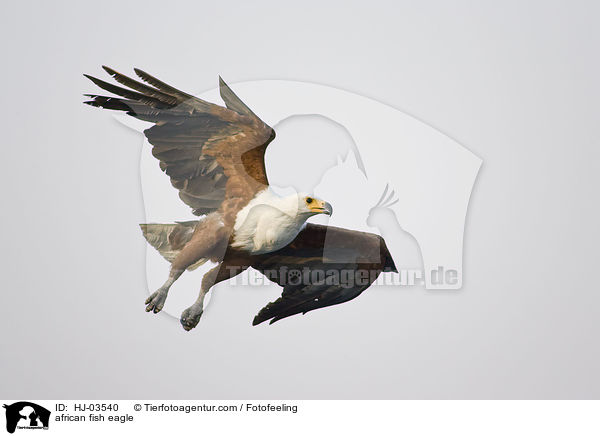 african fish eagle / HJ-03540