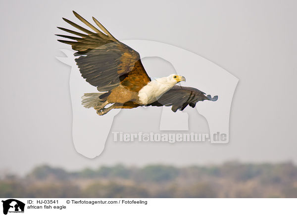 african fish eagle / HJ-03541