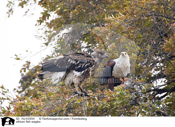 african fish eagles / HJ-03554