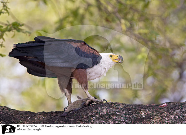 african fish eagle / HJ-03674