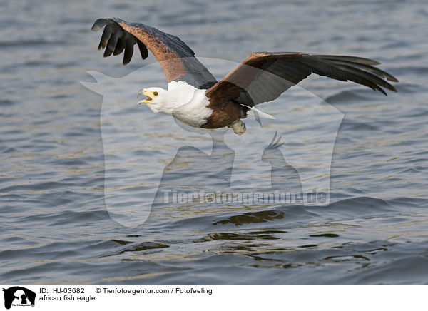 african fish eagle / HJ-03682