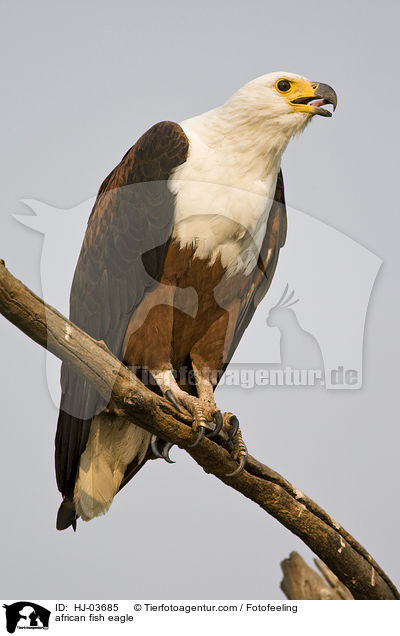 african fish eagle / HJ-03685