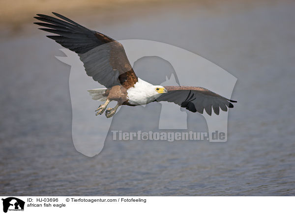 Schreiseeadler / african fish eagle / HJ-03696