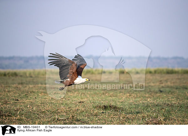 flying African Fish Eagle / MBS-19401