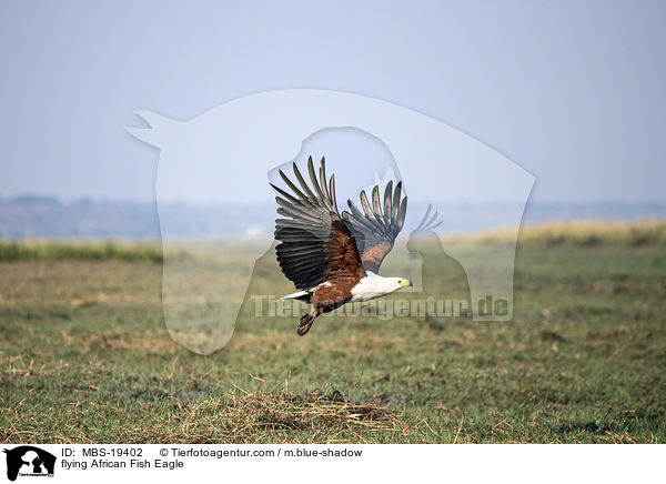 flying African Fish Eagle / MBS-19402