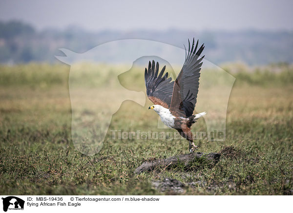 flying African Fish Eagle / MBS-19436