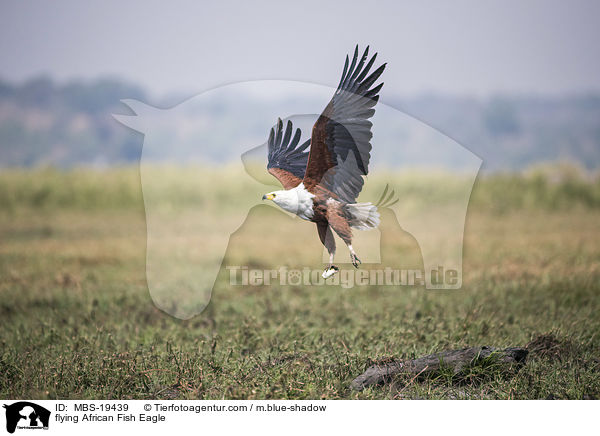 flying African Fish Eagle / MBS-19439