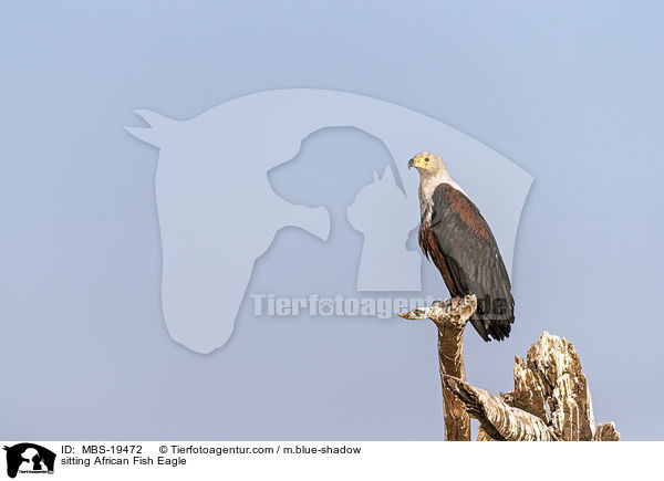 sitting African Fish Eagle / MBS-19472