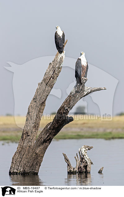 African Fish Eagle / MBS-19487