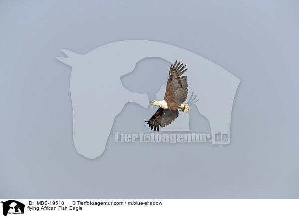 flying African Fish Eagle / MBS-19518
