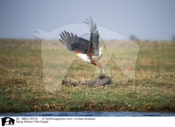 flying African Fish Eagle / MBS-19519