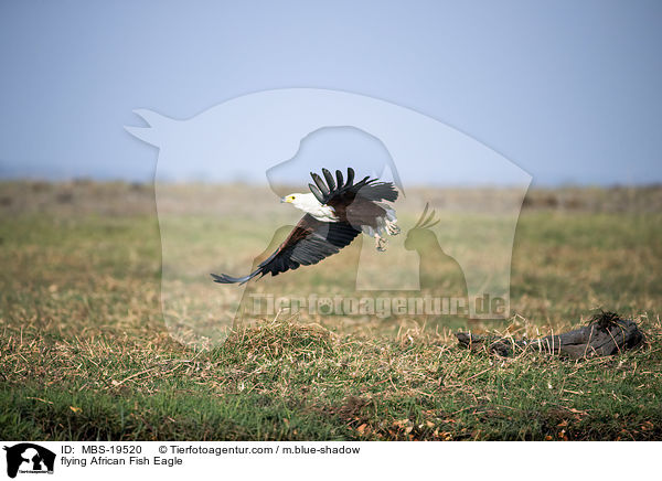 flying African Fish Eagle / MBS-19520