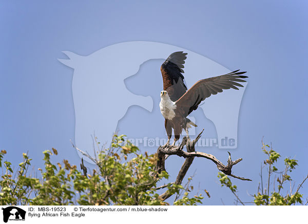 flying African Fish Eagle / MBS-19523