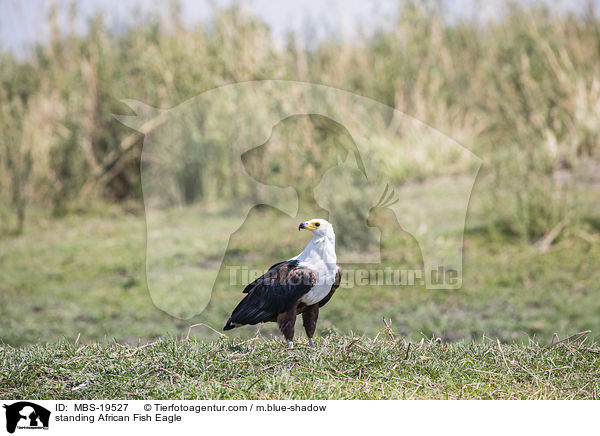 standing African Fish Eagle / MBS-19527