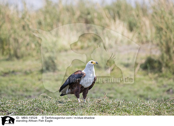 standing African Fish Eagle / MBS-19528