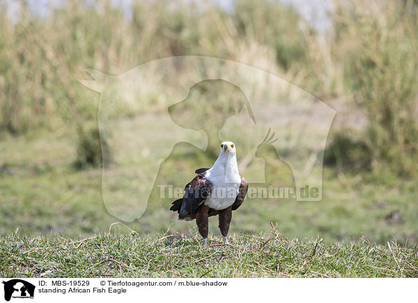 standing African Fish Eagle / MBS-19529