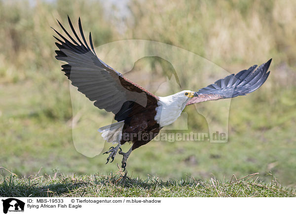 flying African Fish Eagle / MBS-19533