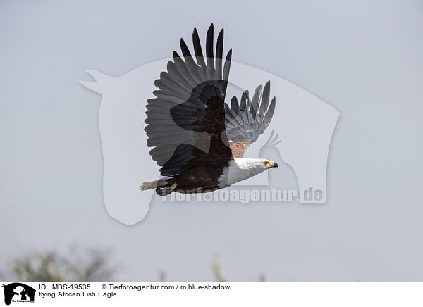 flying African Fish Eagle / MBS-19535