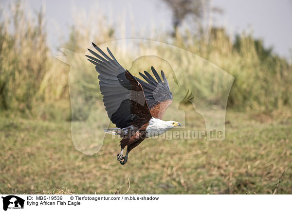 flying African Fish Eagle / MBS-19539