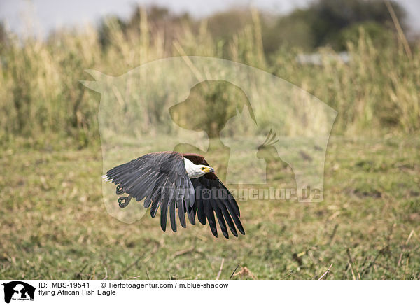 flying African Fish Eagle / MBS-19541