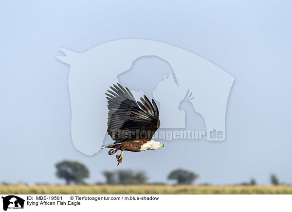 flying African Fish Eagle / MBS-19581