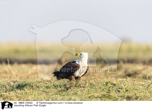standing African Fish Eagle / MBS-19582