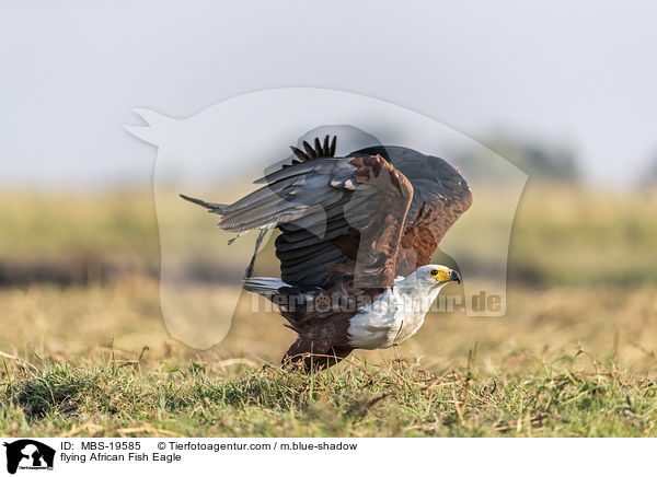 flying African Fish Eagle / MBS-19585