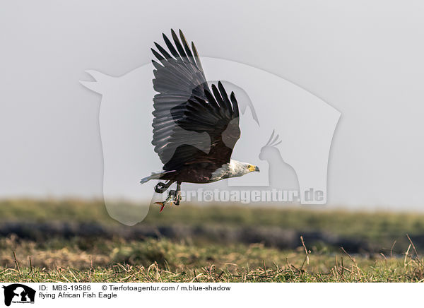 flying African Fish Eagle / MBS-19586