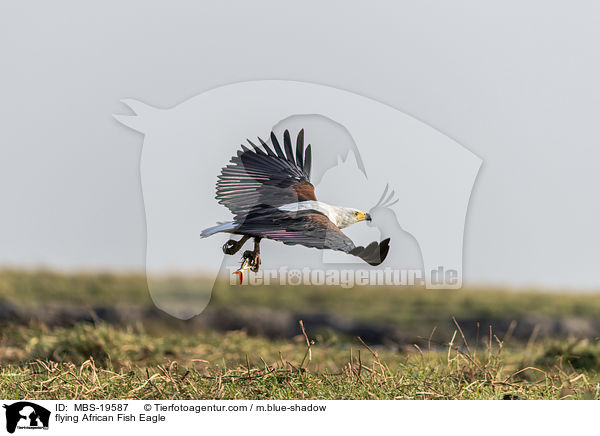 flying African Fish Eagle / MBS-19587