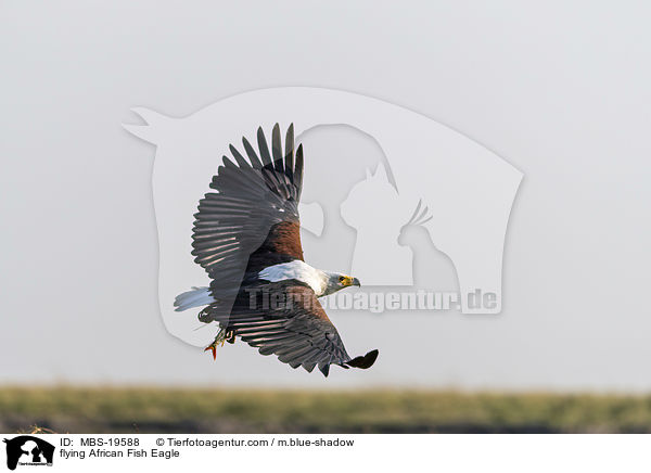 flying African Fish Eagle / MBS-19588