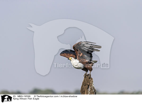 flying African Fish Eagle / MBS-19598