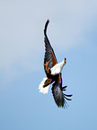 african fish eagle