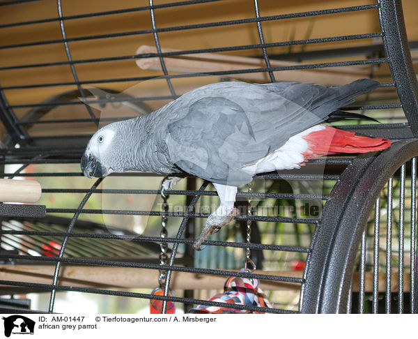 african grey parrot / AM-01447