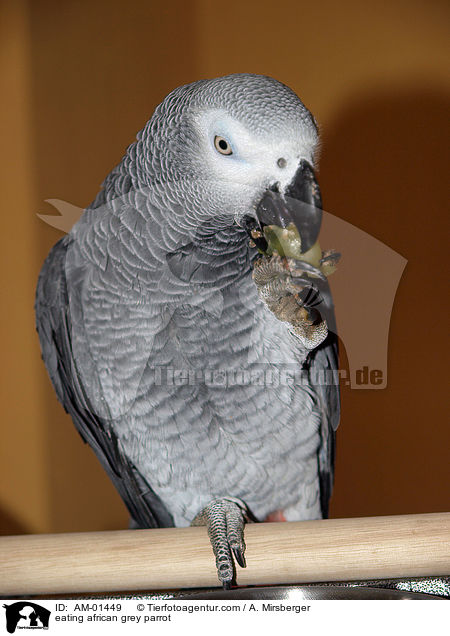 eating african grey parrot / AM-01449