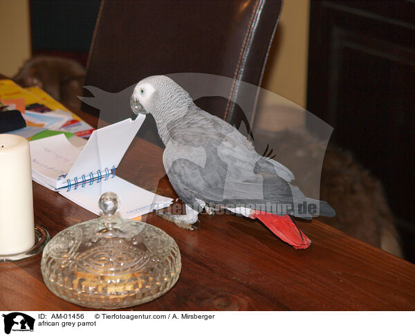 african grey parrot / AM-01456
