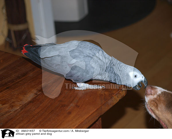 african grey parrot and dog / AM-01457