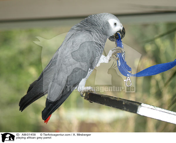 playing african grey parrot / AM-01458