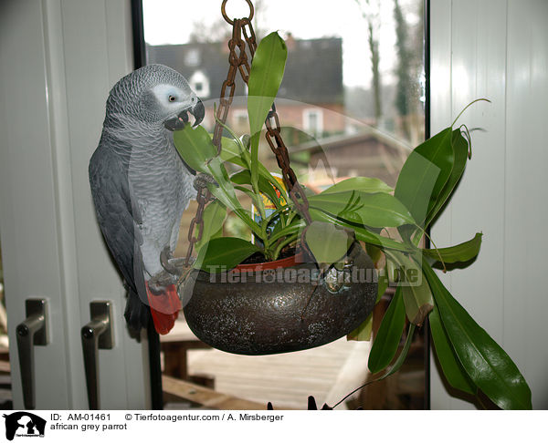 african grey parrot / AM-01461