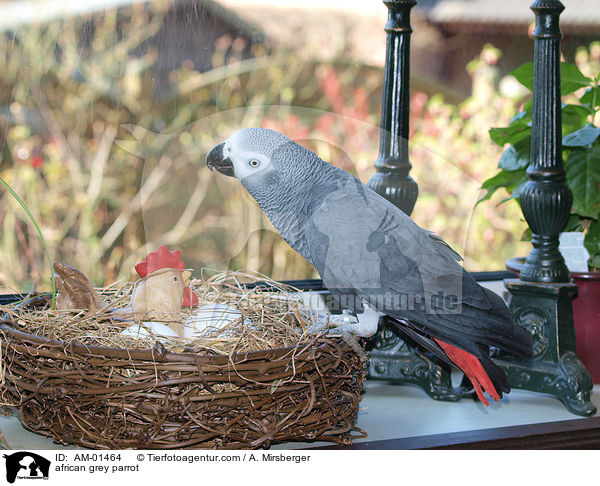 african grey parrot / AM-01464