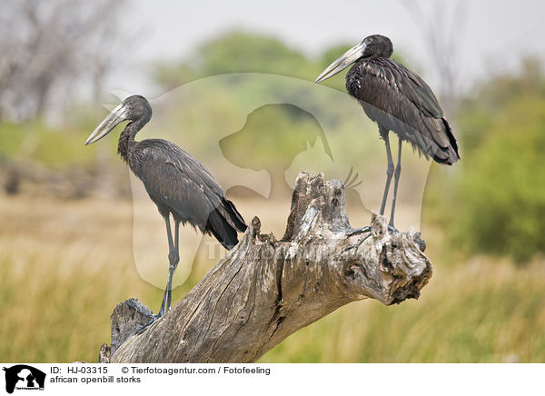 Mohrenklaffschnbel / african openbill storks / HJ-03315