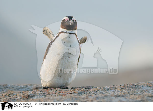 Brillenpinguin / African penguin / DV-02093
