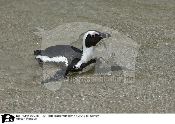 African Penguin / FLPA-03018
