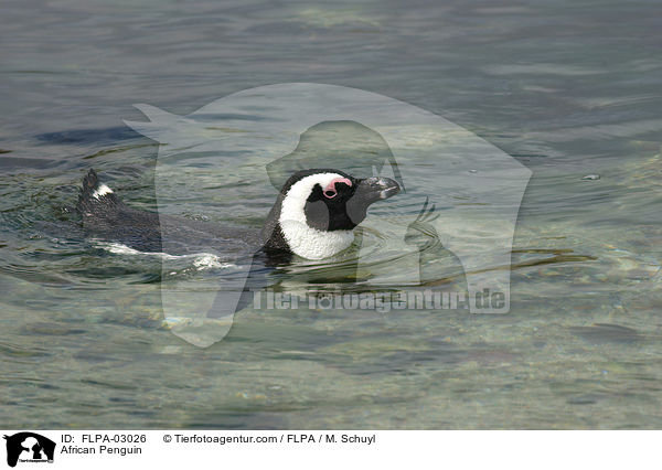 Brillenpinguin / African Penguin / FLPA-03026