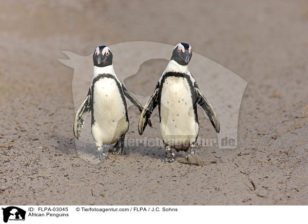 Brillenpinguine / African Penguins / FLPA-03045