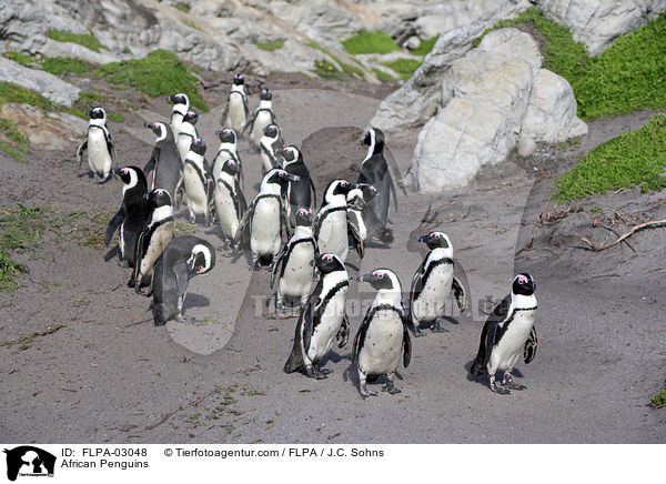 Brillenpinguine / African Penguins / FLPA-03048