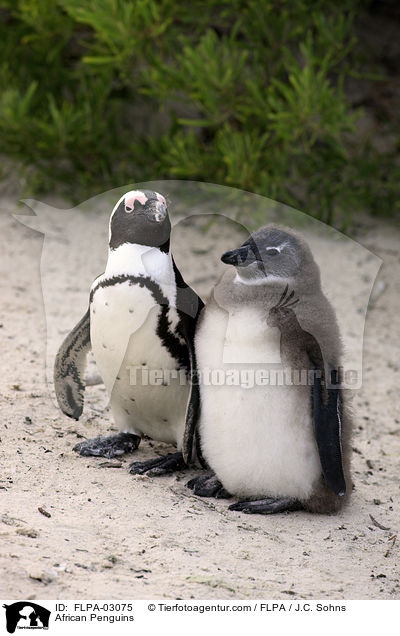 Brillenpinguine / African Penguins / FLPA-03075